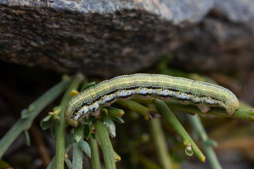 Isturgia miniosaria